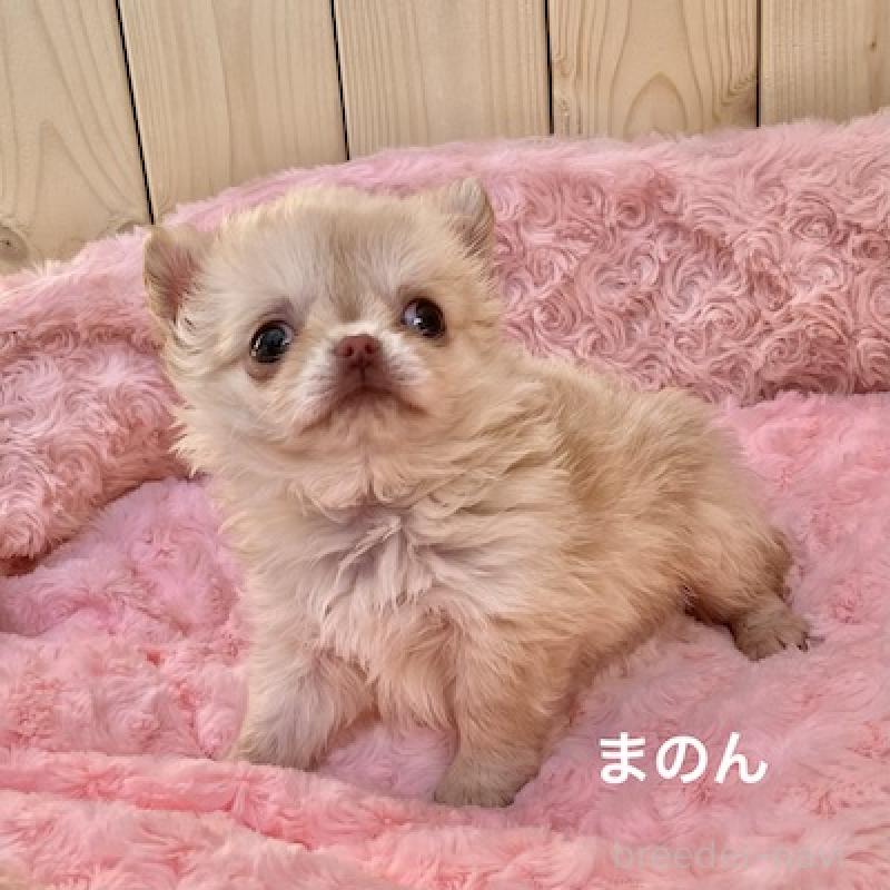販売中の群馬県のチワワ(ロングコート)-444279の10枚目
