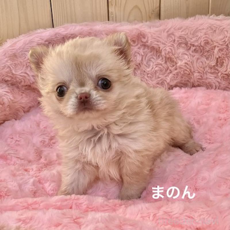 販売中の群馬県のチワワ(ロングコート)-444279の8枚目