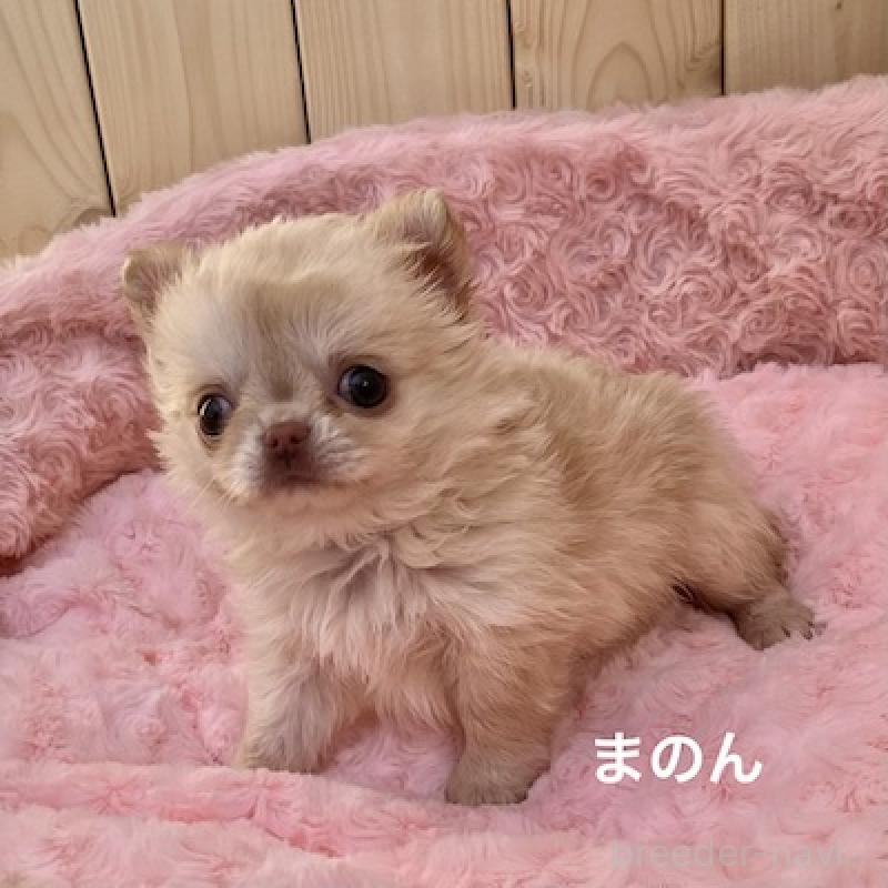 販売中の群馬県のチワワ(ロングコート)-444279の9枚目