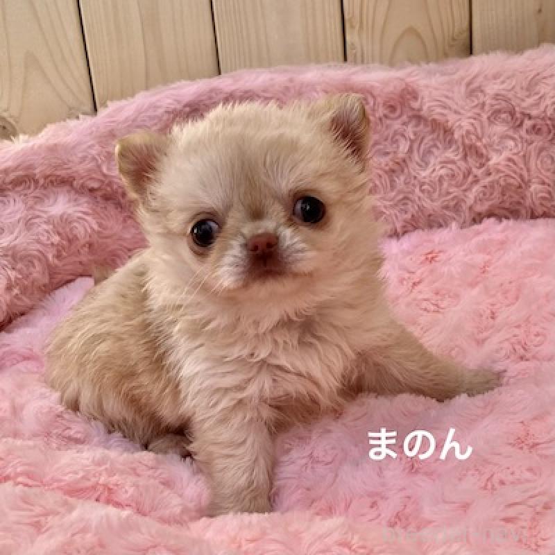 販売中の群馬県のチワワ(ロングコート)-444279の7枚目