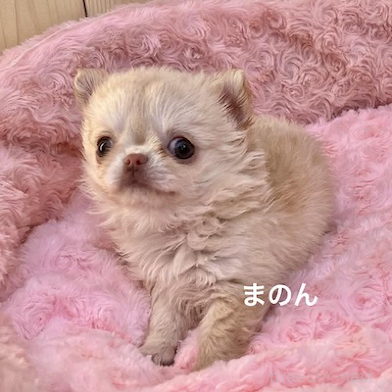 販売中の群馬県のチワワ(ロングコート)-444279の5枚目