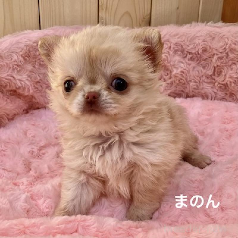 販売中の群馬県のチワワ(ロングコート)-444279の4枚目