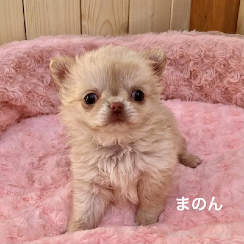 販売中の群馬県のチワワ(ロングコート)-444279の3枚目