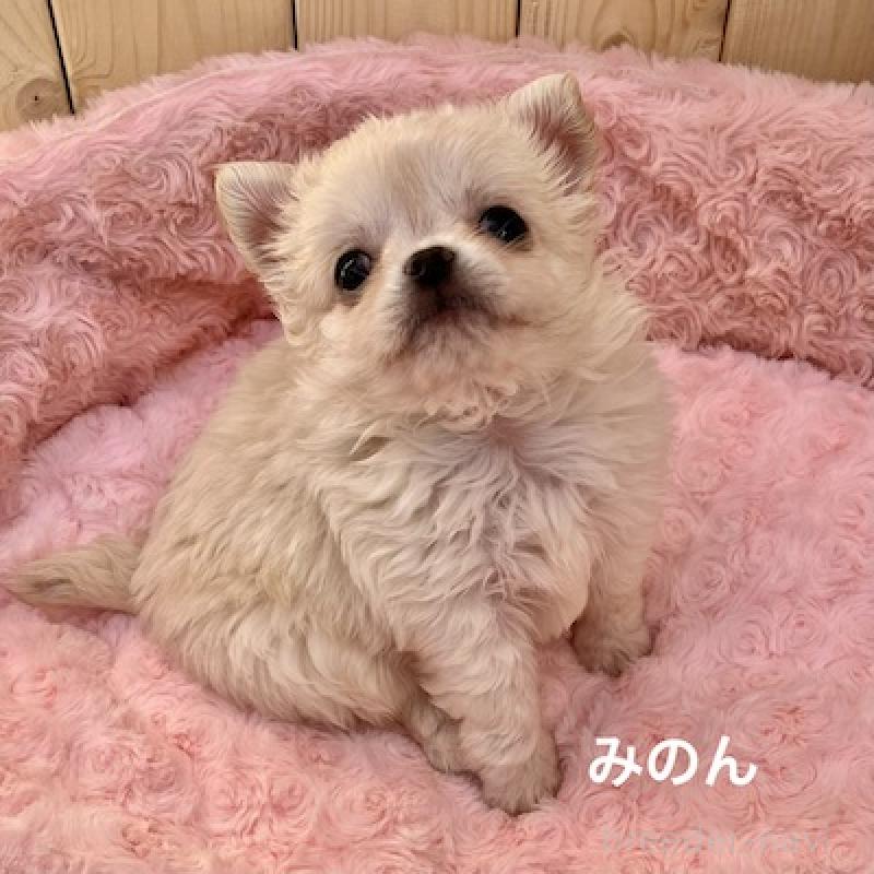 販売中の群馬県のチワワ(ロングコート)-444280の11枚目