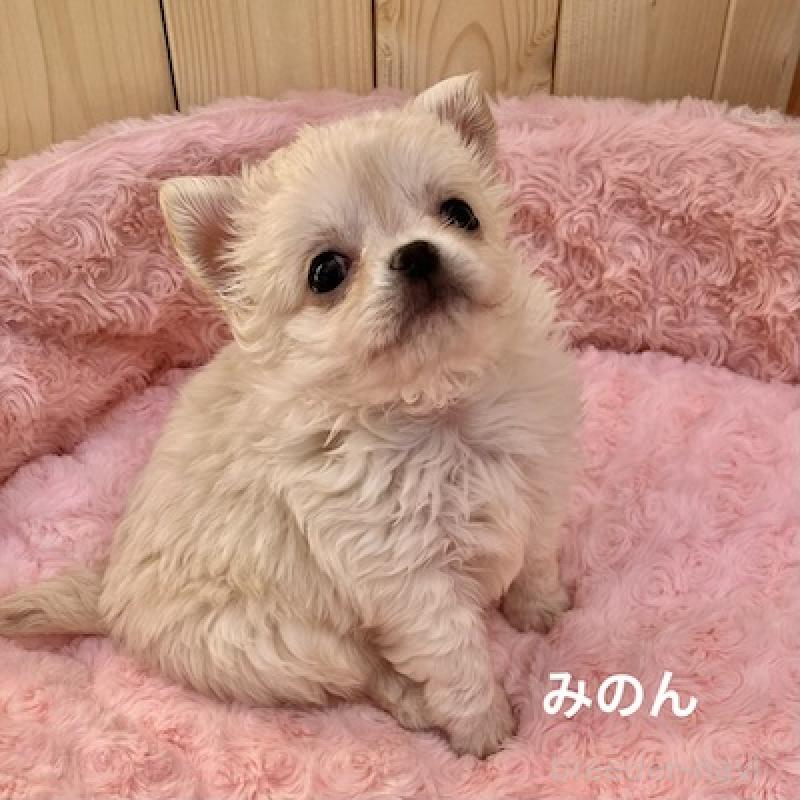 販売中の群馬県のチワワ(ロングコート)-444280の12枚目