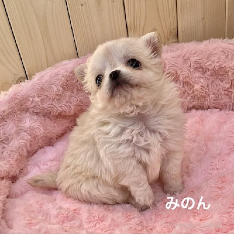 販売中の群馬県のチワワ(ロングコート)-444280の10枚目