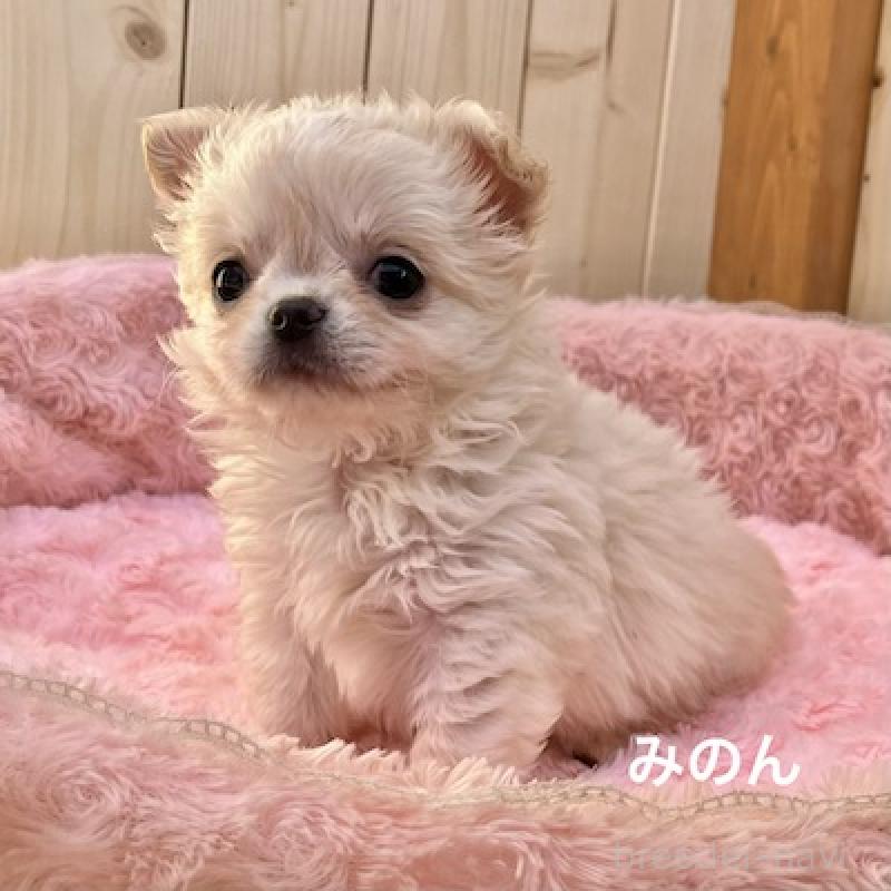 販売中の群馬県のチワワ(ロングコート)-444280の8枚目