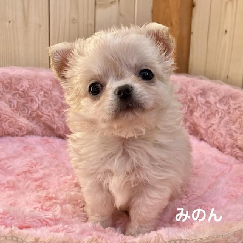 販売中の群馬県のチワワ(ロングコート)-444280の9枚目