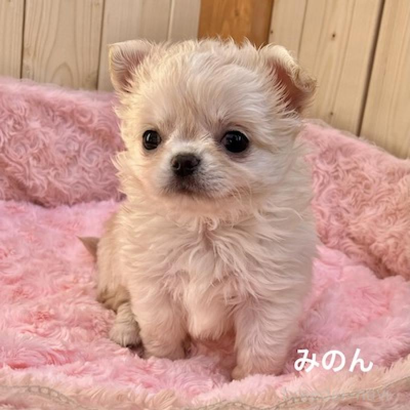 販売中の群馬県のチワワ(ロングコート)-444280の7枚目