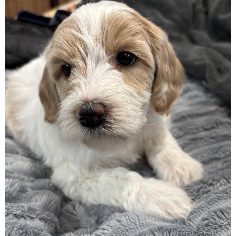 販売中の熊本県のミディアムプードル-444281の5枚目