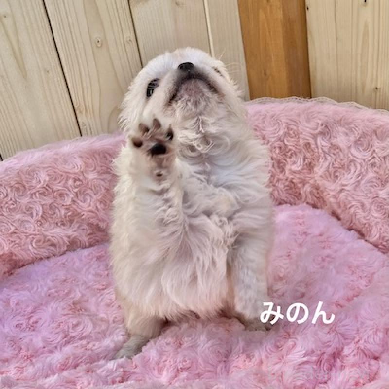 販売中の群馬県のチワワ(ロングコート)-444280の5枚目