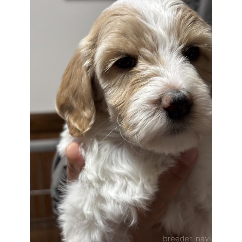 販売中の熊本県のミディアムプードル-444281の4枚目