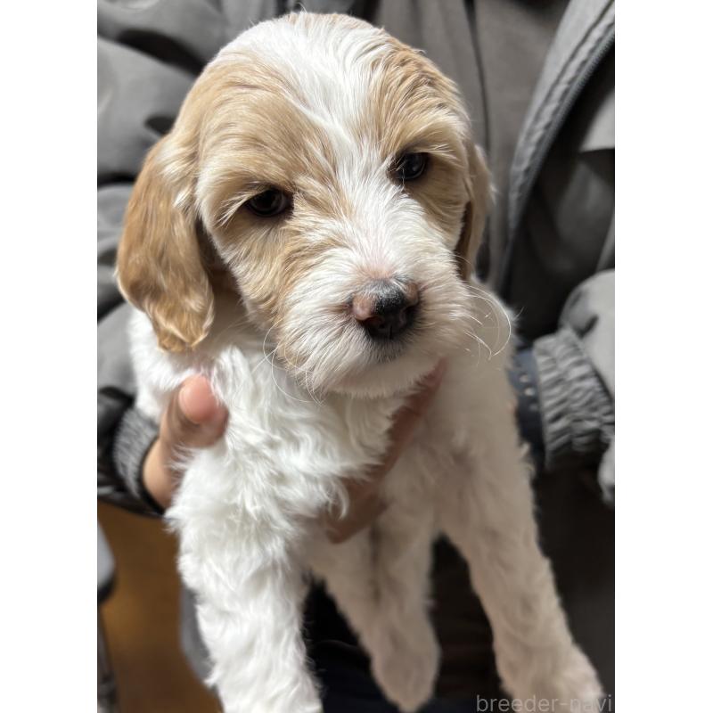 販売中の熊本県のミディアムプードル-444281の3枚目