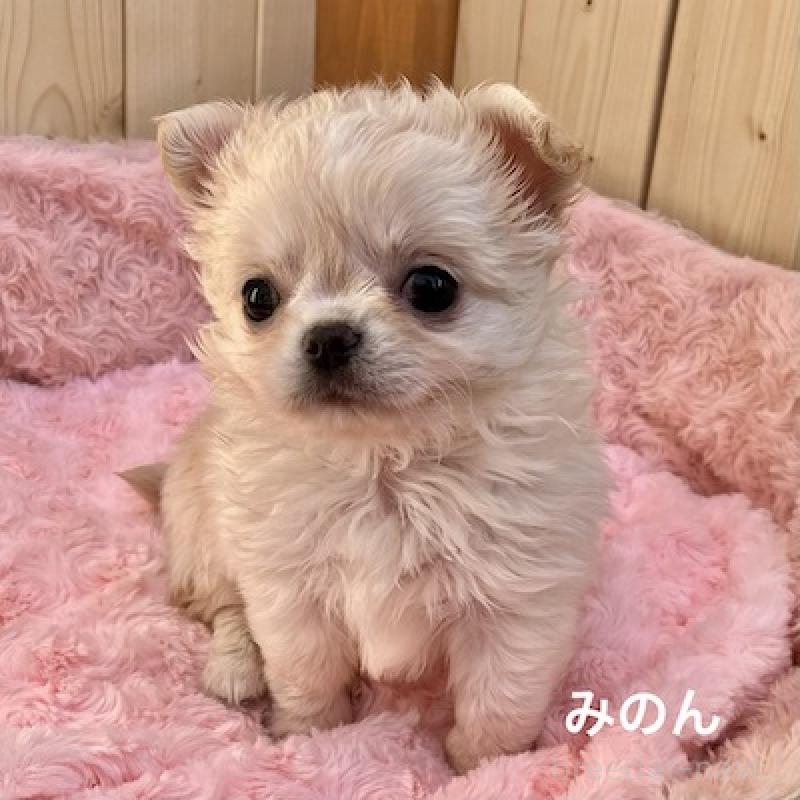 販売中の群馬県のチワワ(ロングコート)-444280の4枚目