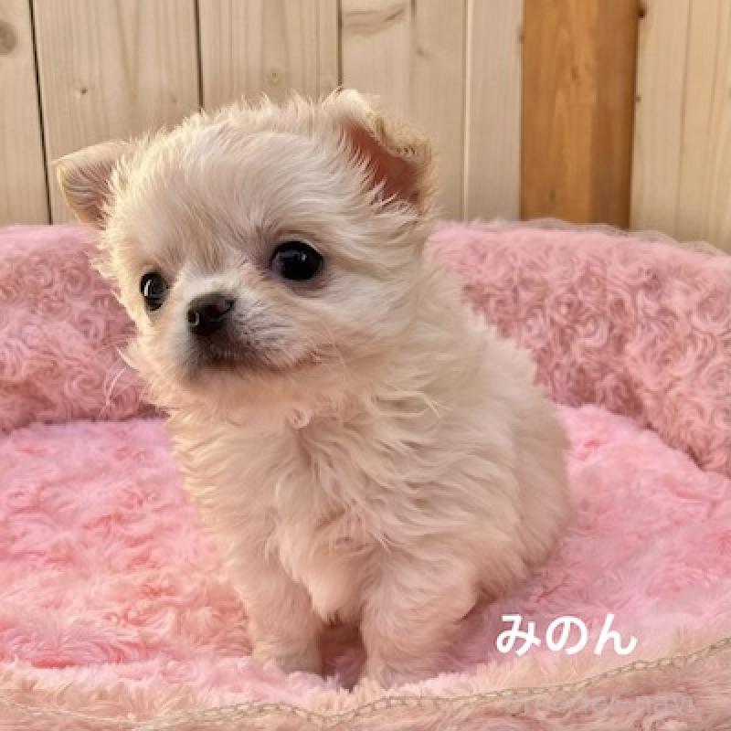 販売中の群馬県のチワワ(ロングコート)-444280の3枚目