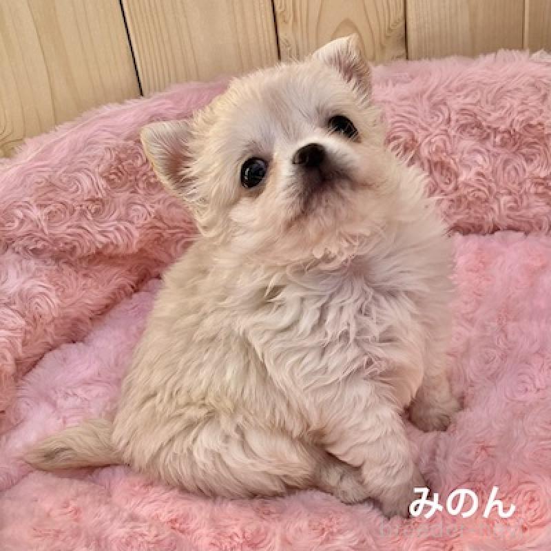 販売中の群馬県のチワワ(ロングコート)-444280の2枚目