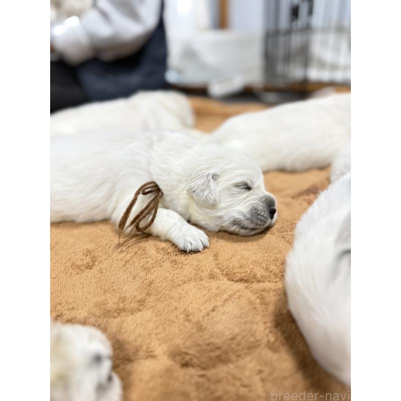 販売中の兵庫県のゴールデンレトリーバー-444282の6枚目