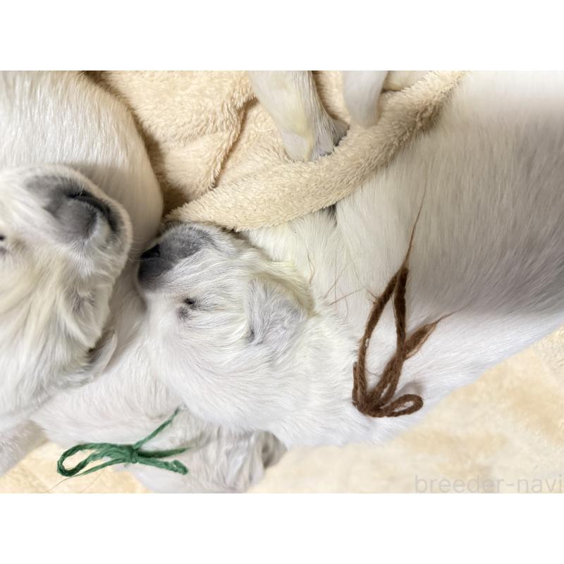 販売中の兵庫県のゴールデンレトリーバー-444282の4枚目