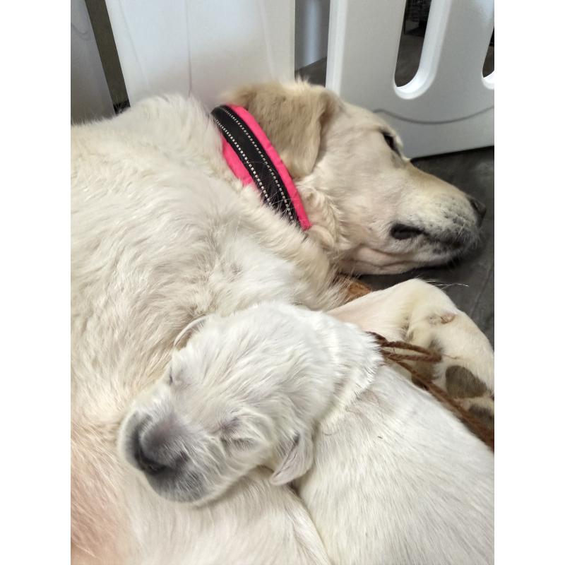 販売中の兵庫県のゴールデンレトリーバー-444282の2枚目