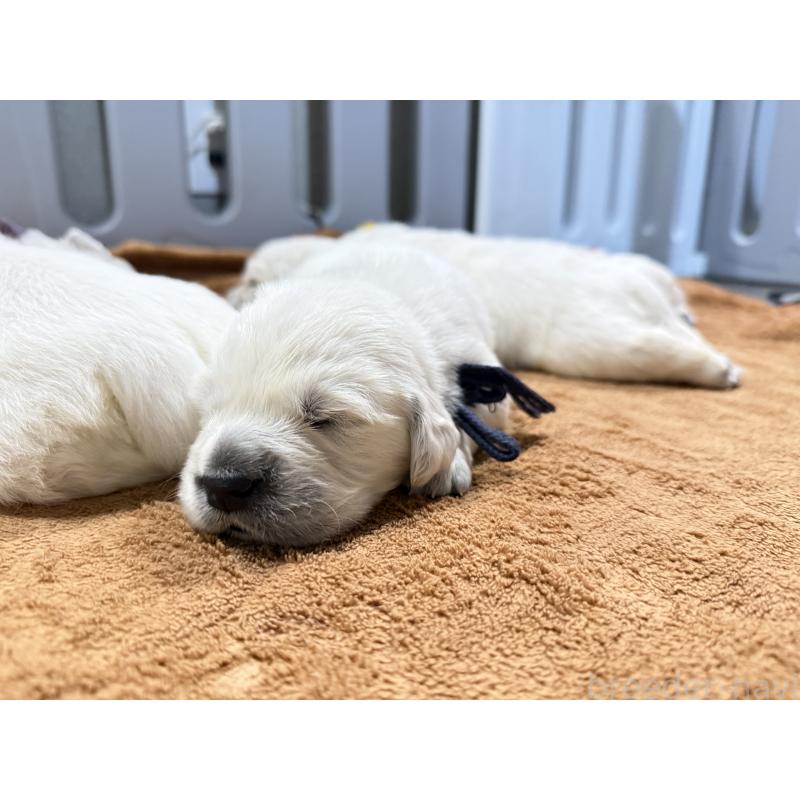 販売中の兵庫県のゴールデンレトリーバー-444283の5枚目