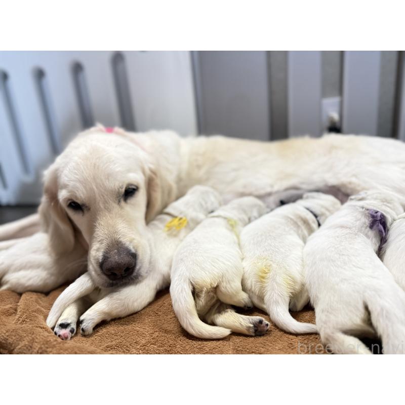 販売中の兵庫県のゴールデンレトリーバー-444283の3枚目