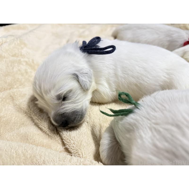 販売中の兵庫県のゴールデンレトリーバー-444283の2枚目