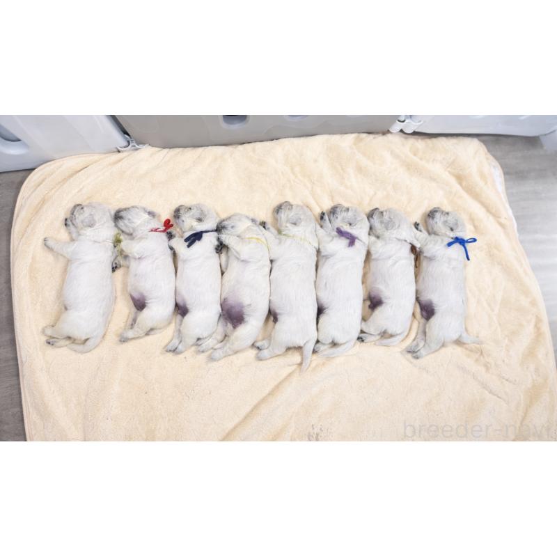 販売中の兵庫県のゴールデンレトリーバー-444284の5枚目