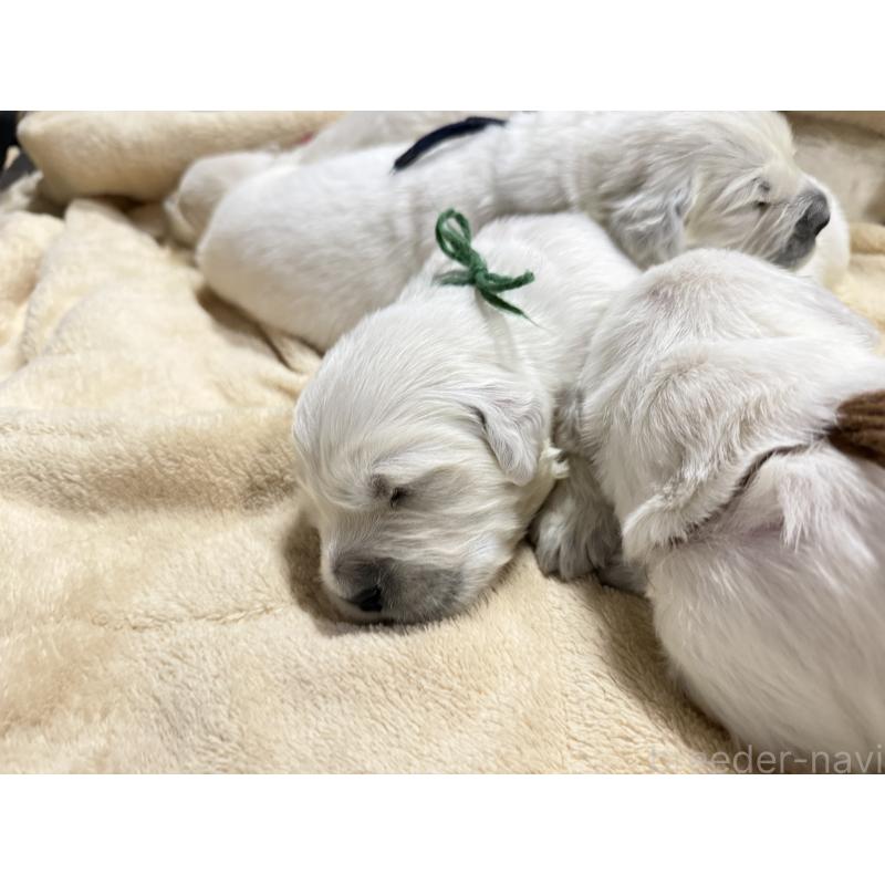 販売中の兵庫県のゴールデンレトリーバー-444284の4枚目