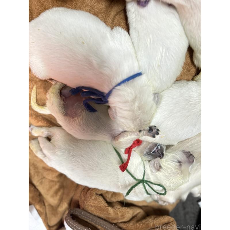 販売中の兵庫県のゴールデンレトリーバー-444284の3枚目