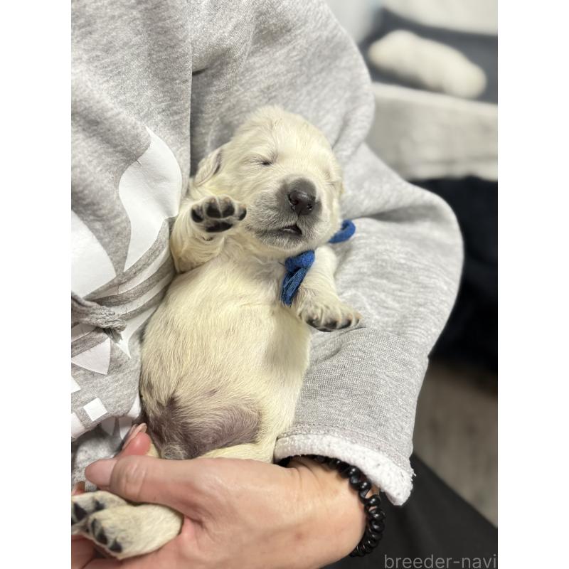 販売中の兵庫県のゴールデンレトリーバー-444285の5枚目