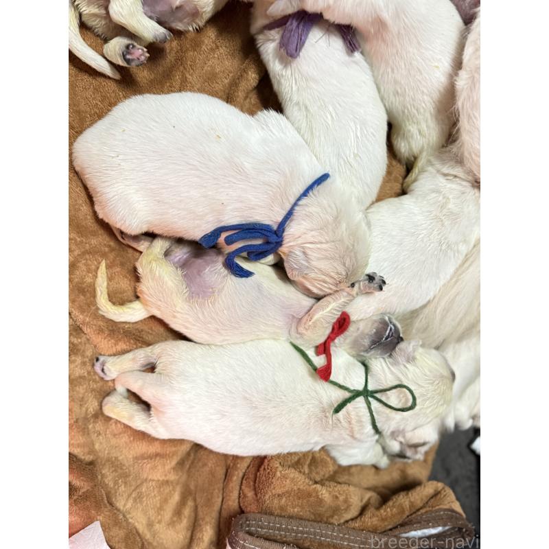 販売中の兵庫県のゴールデンレトリーバー-444285の4枚目