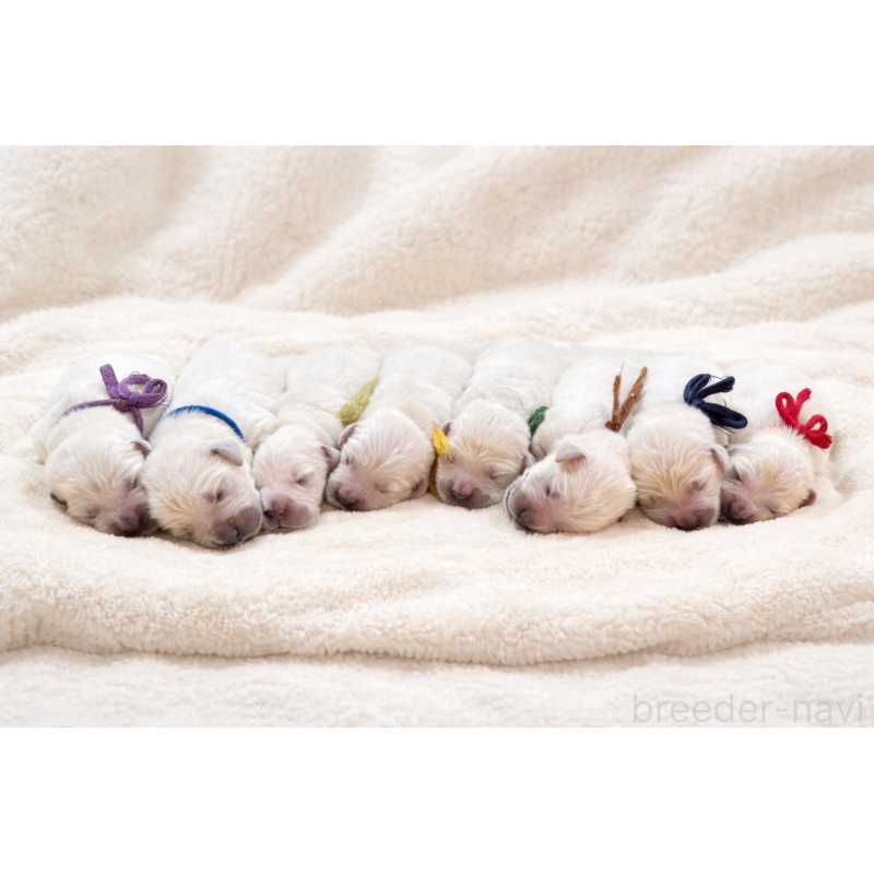 販売中の兵庫県のゴールデンレトリーバー-444285の3枚目