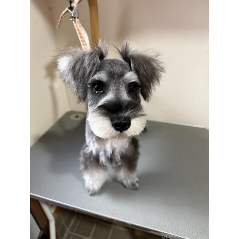 販売中の埼玉県のミニチュアシュナウザー-444290の4枚目