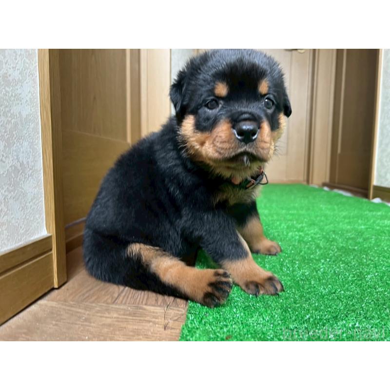 販売中の大阪府のロットワイラー-444291の3枚目