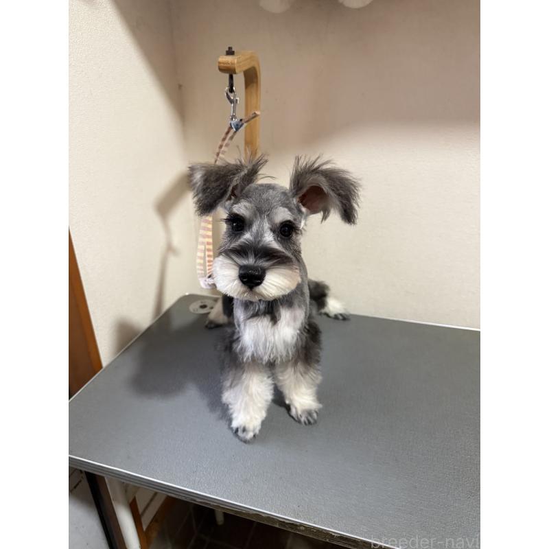 販売中の埼玉県のミニチュアシュナウザー-444292の4枚目