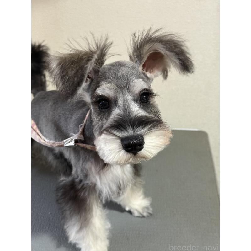 販売中の埼玉県のミニチュアシュナウザー-444292の3枚目