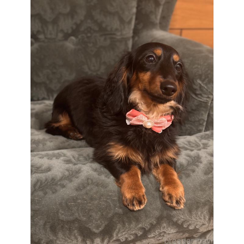 販売中の埼玉県のカニンヘンダックスフンド(ロングヘアード)-444295の4枚目