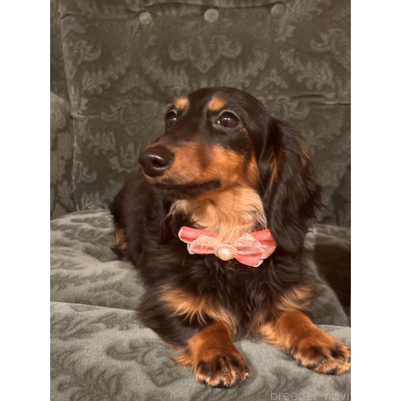 販売中の埼玉県のカニンヘンダックスフンド(ロングヘアード)-444295の3枚目