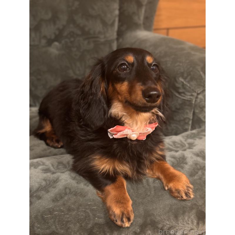 販売中の埼玉県のカニンヘンダックスフンド(ロングヘアード)-444295の2枚目