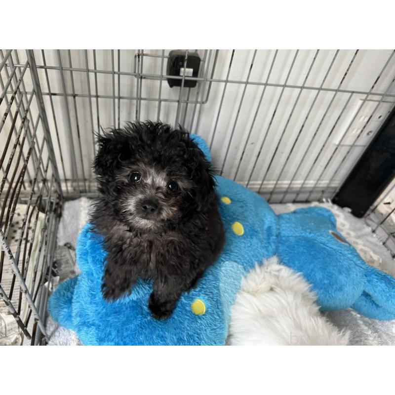 販売中の茨城県のトイプードル-444301の3枚目