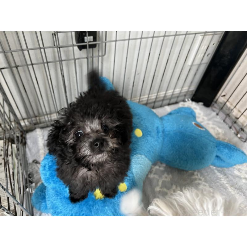 販売中の茨城県のトイプードル-444301の2枚目