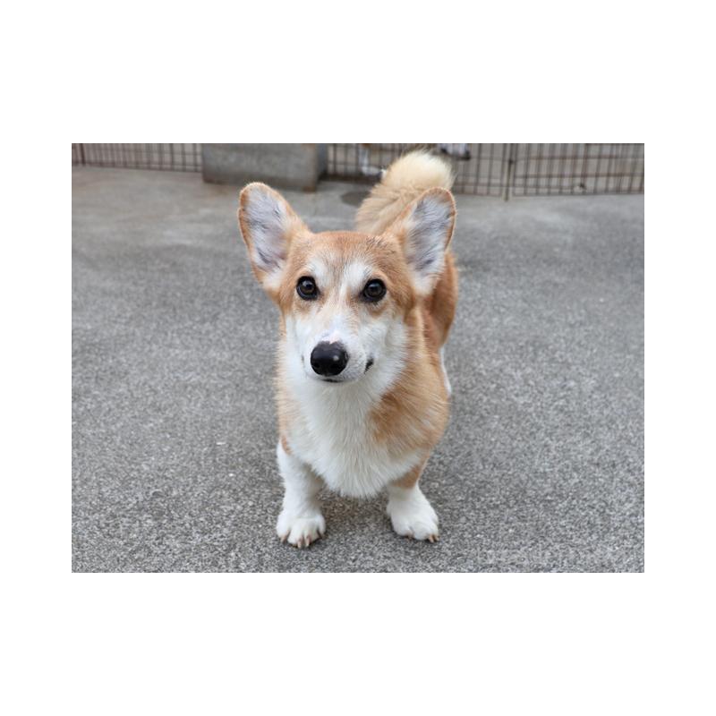 販売中の兵庫県のウェルシュコーギーペンブローク-396939