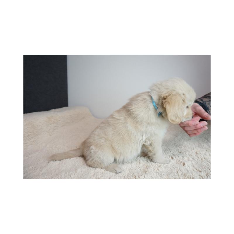 販売中の奈良県のゴールデンレトリーバー-444300の4枚目