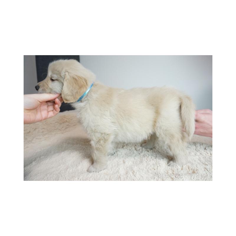 販売中の奈良県のゴールデンレトリーバー-444300の3枚目