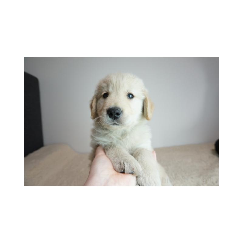 販売中の奈良県のゴールデンレトリーバー-444300の2枚目