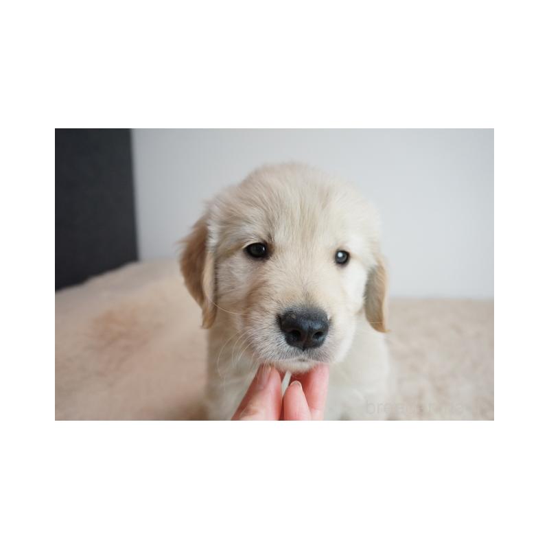 販売中の奈良県のゴールデンレトリーバー-444300