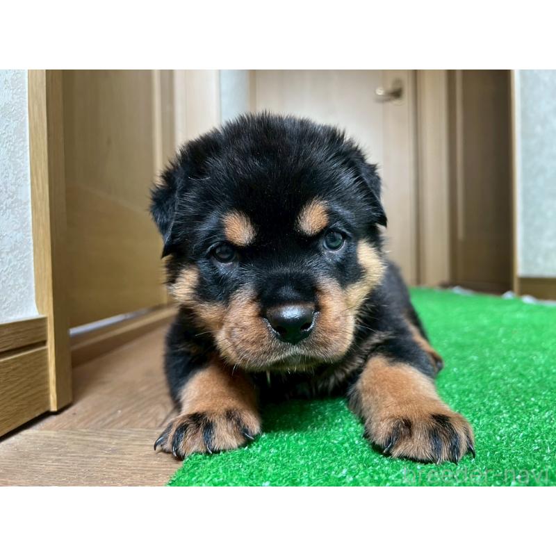 商談中の大阪府のロットワイラー-444298の3枚目