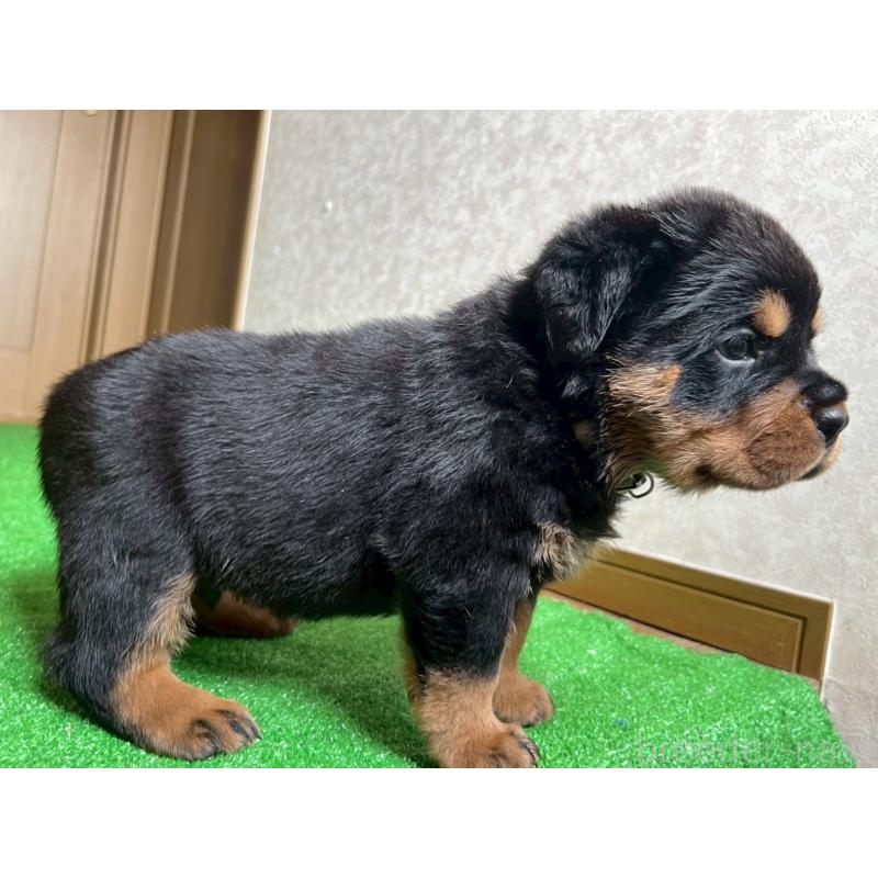 販売中の大阪府のロットワイラー-444302の2枚目