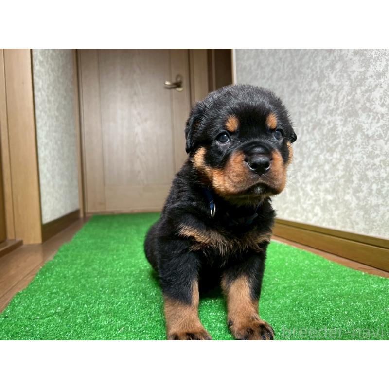 販売中の大阪府のロットワイラー-444303の4枚目