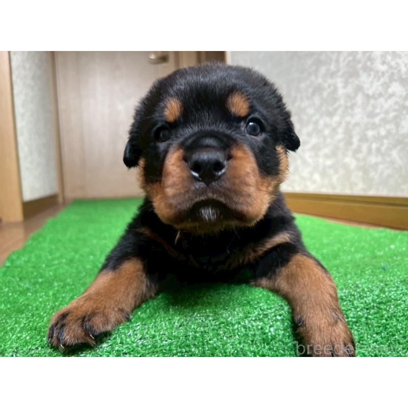 販売中の大阪府のロットワイラー-444303の3枚目